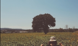 Ayçiçekleri Üzerine: Romantizm ve Gerçeklik Arasında