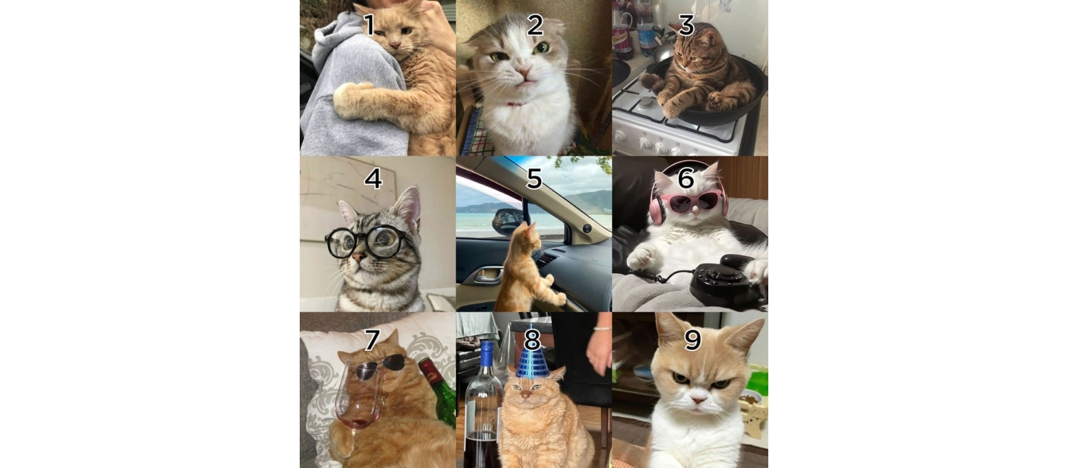 Burcuna Göre Hangi Kedi Türüsün?