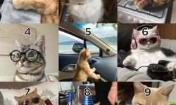 Burcuna Göre Hangi Kedi Türüsün?