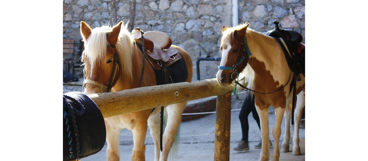 BİNİCİLİĞE GİRİŞ