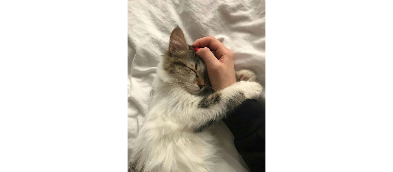 Kediler Hayatımıza Sessizce İyi Gelen Küçük Terapistler