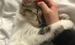  Kediler Hayatımıza Sessizce İyi Gelen Küçük Terapistler