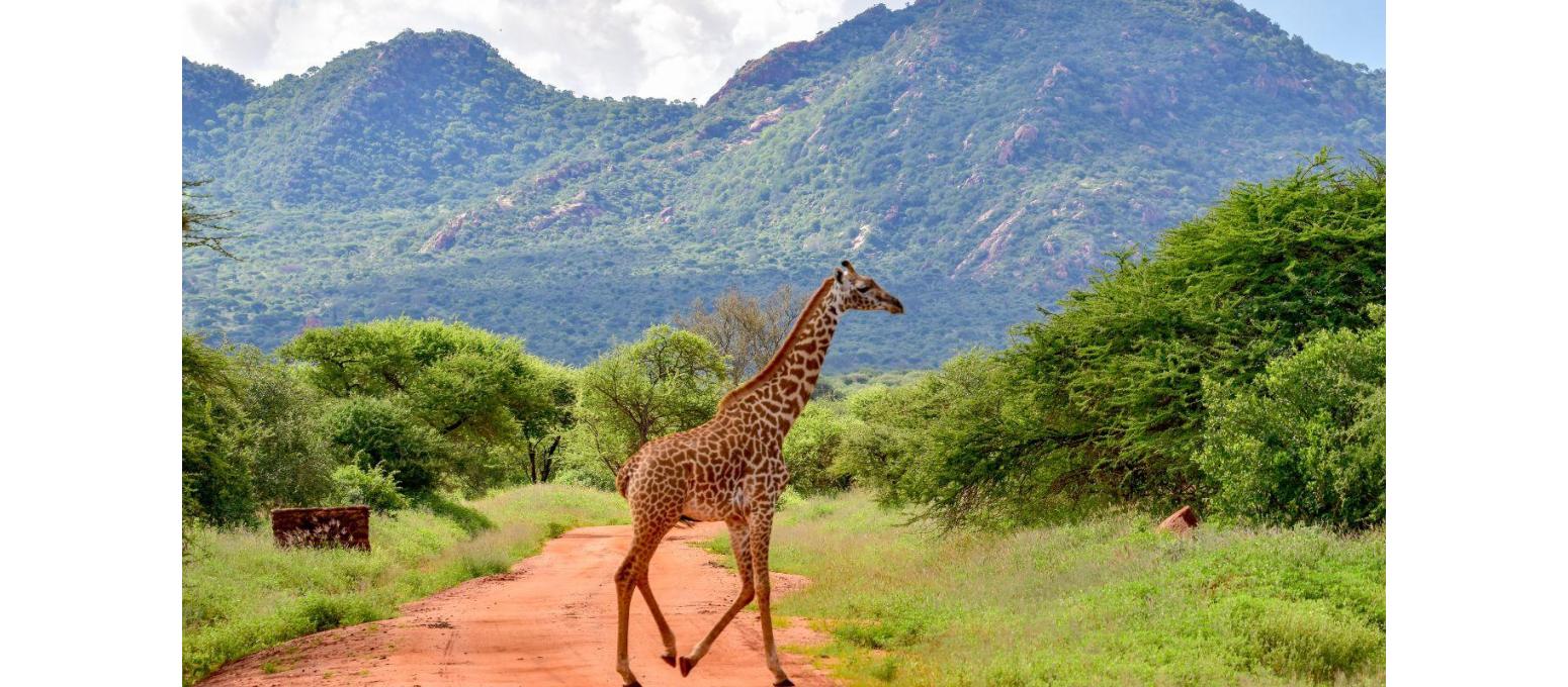 Yaban Hayatı Gözlemi: Afrika'nın Savanlarındaki Unutulmaz Bir Doğa Deneyimi