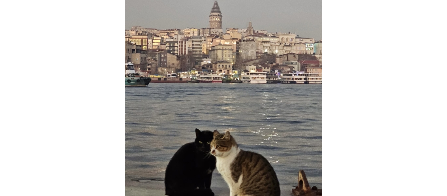 TURKEY AND CATS