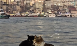 TURKEY AND CATS